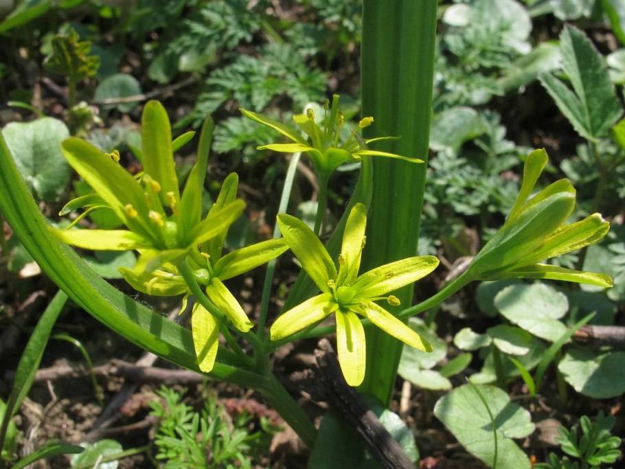 Гусиный лук жёлтый (Gagea lutea)