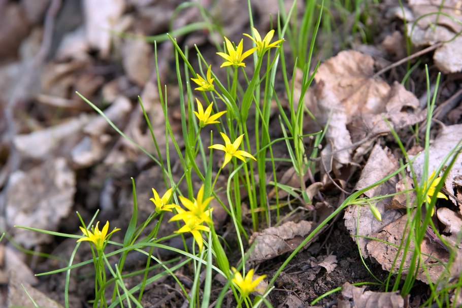 Гусиный лук (Gagea lutea)