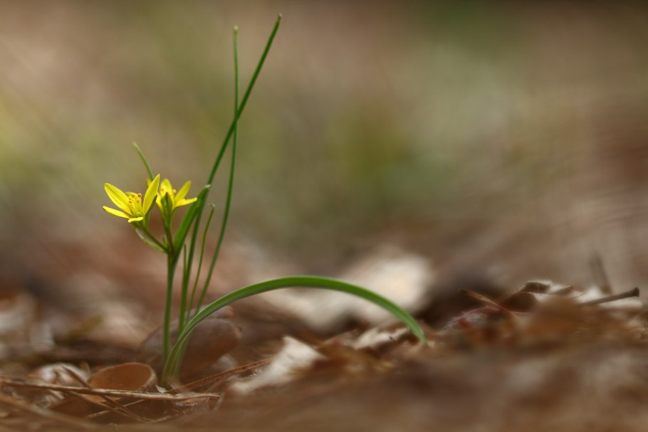 Гусиный лук малоцветковый