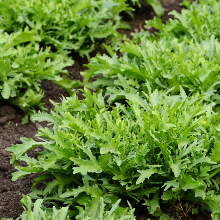 Eruca Sativa руккола