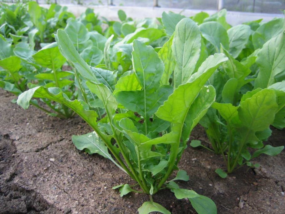 Растение индау(руккола)