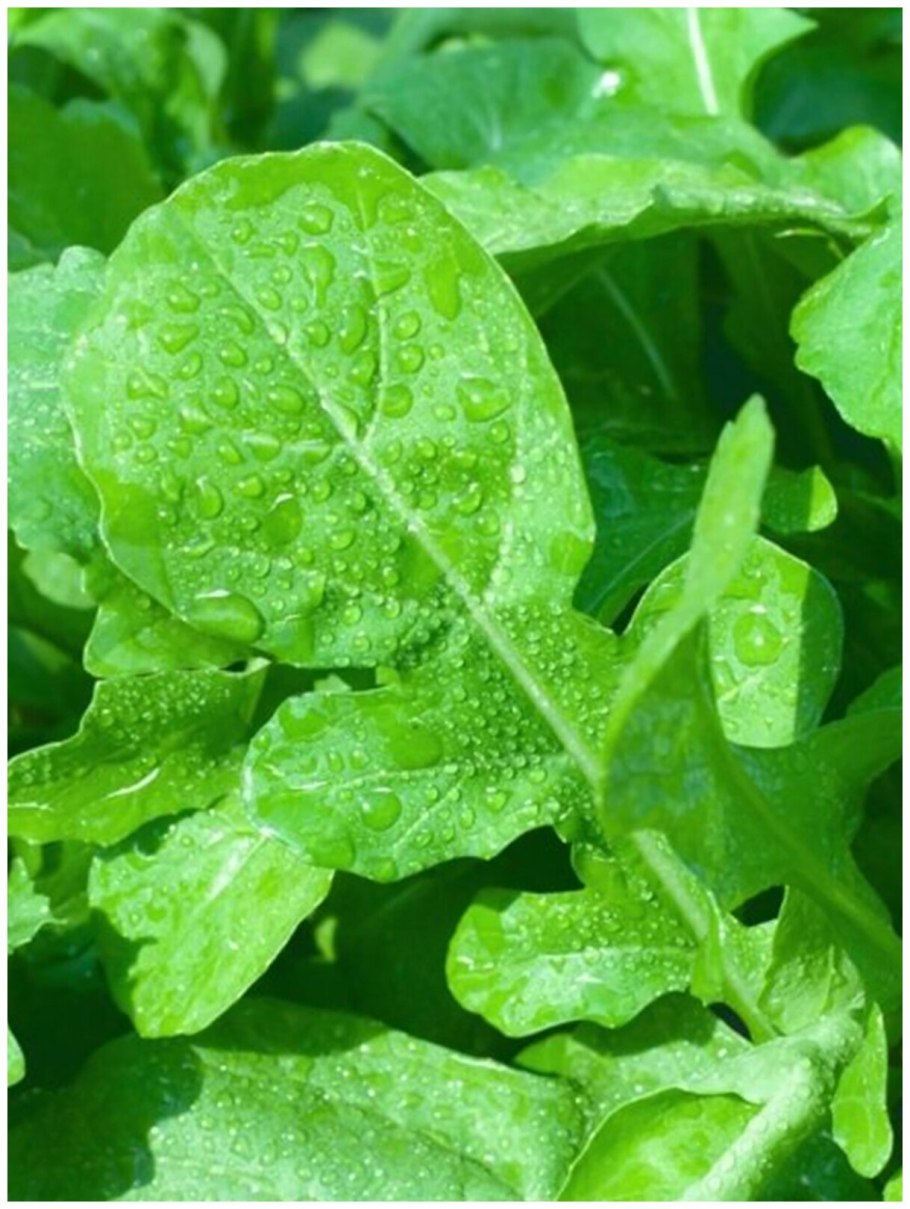 Рукола (Эрука)