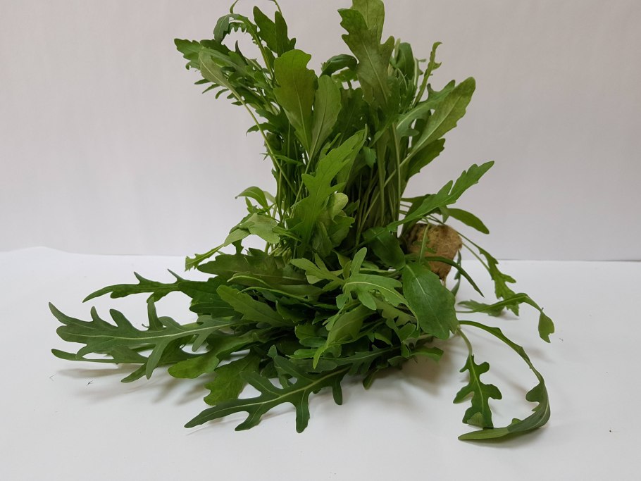 Салатное растение руккола