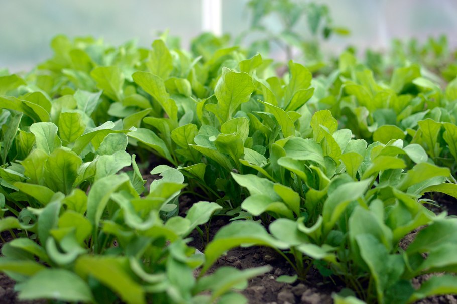 Руккола всходы