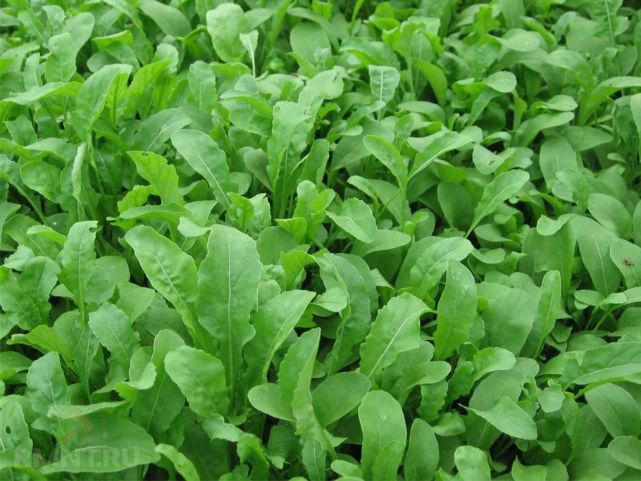 Индау руккола Корсика