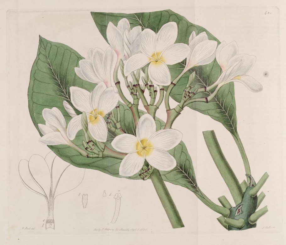 Кристофер Дрессер Ботанические иллюстрации