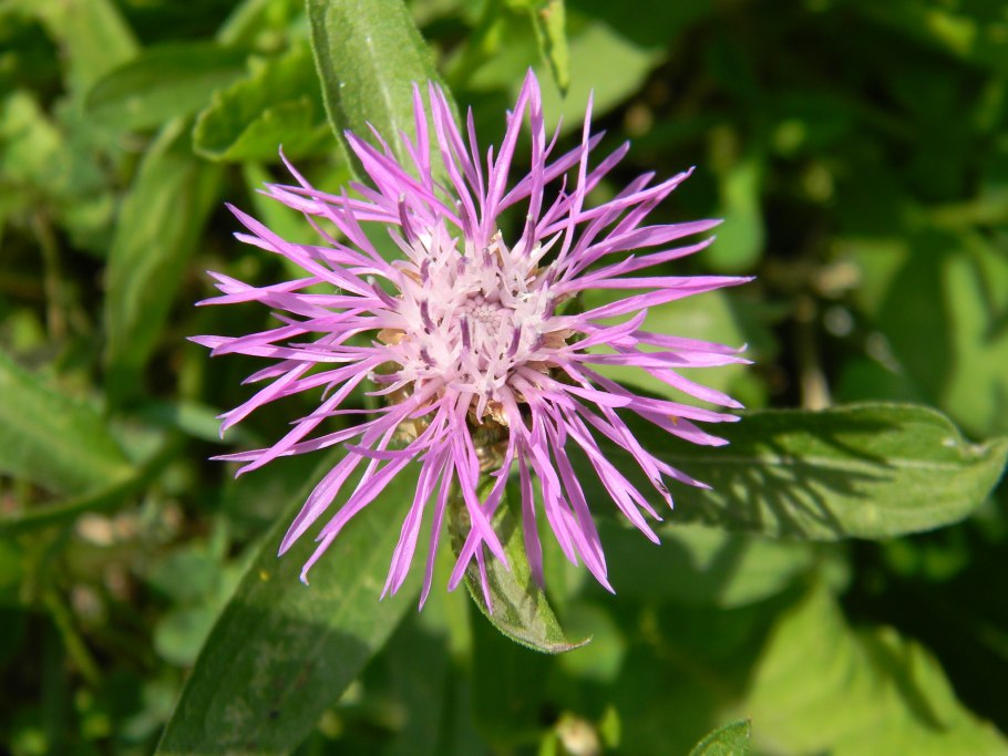 Василек буроотороченный (лат. Centaurea fuscomarginata