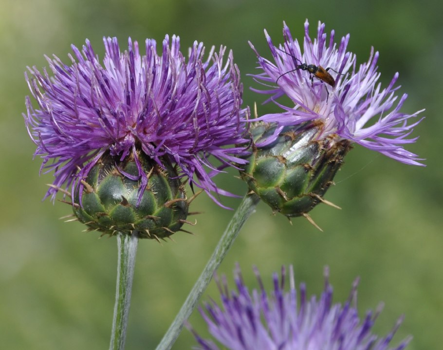 Василёк Centaurea