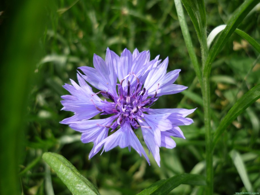 Centaurea Phrygia