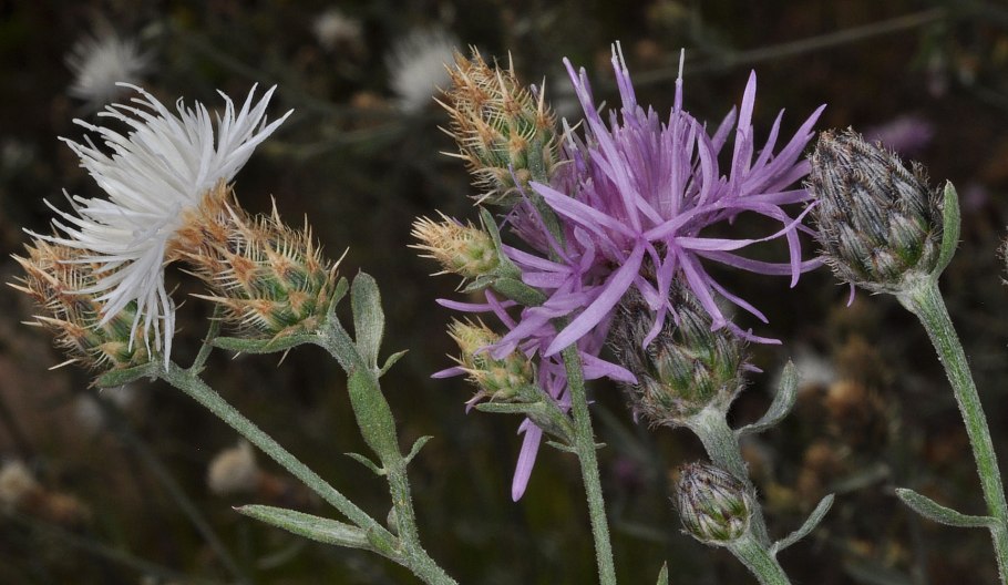 Василек огородный