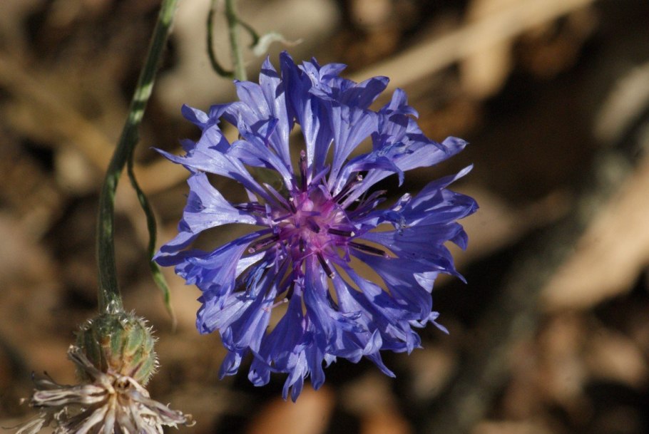 Василёк Сумский Centaurea
