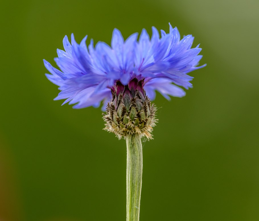 Василек Centaurea Caramia