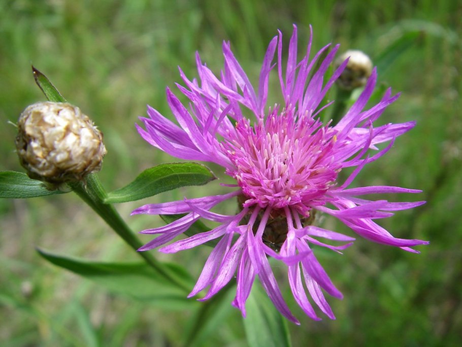 Василек трава