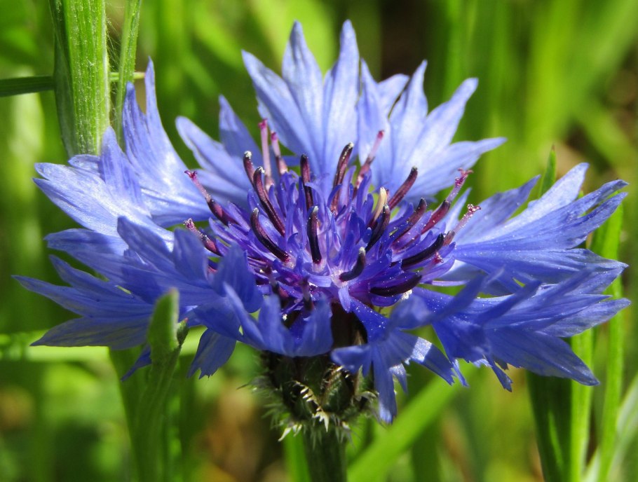 Centaurea pseudoleucolepis