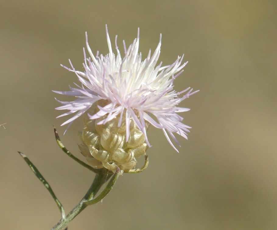 Centaurea pseudoleucolepis