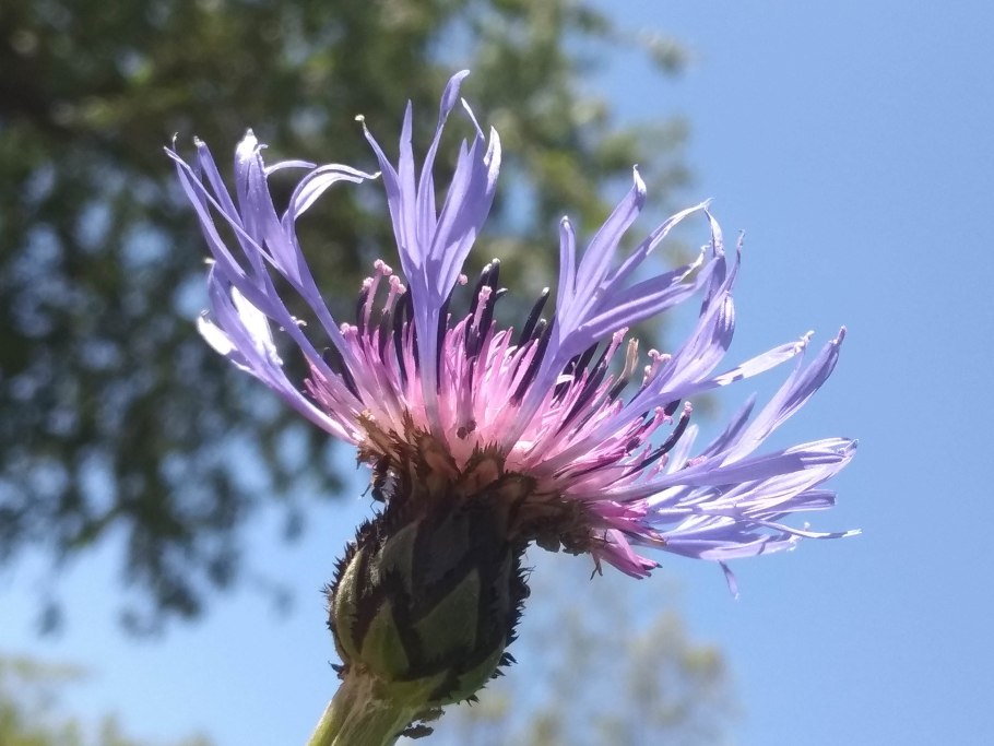 Василёк Боровой