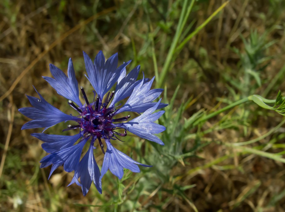 Василёк Луговой
