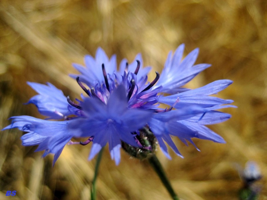 Василёк Придунайский