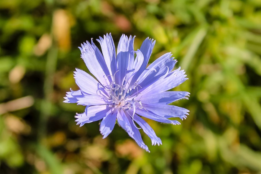 Василек чертополох