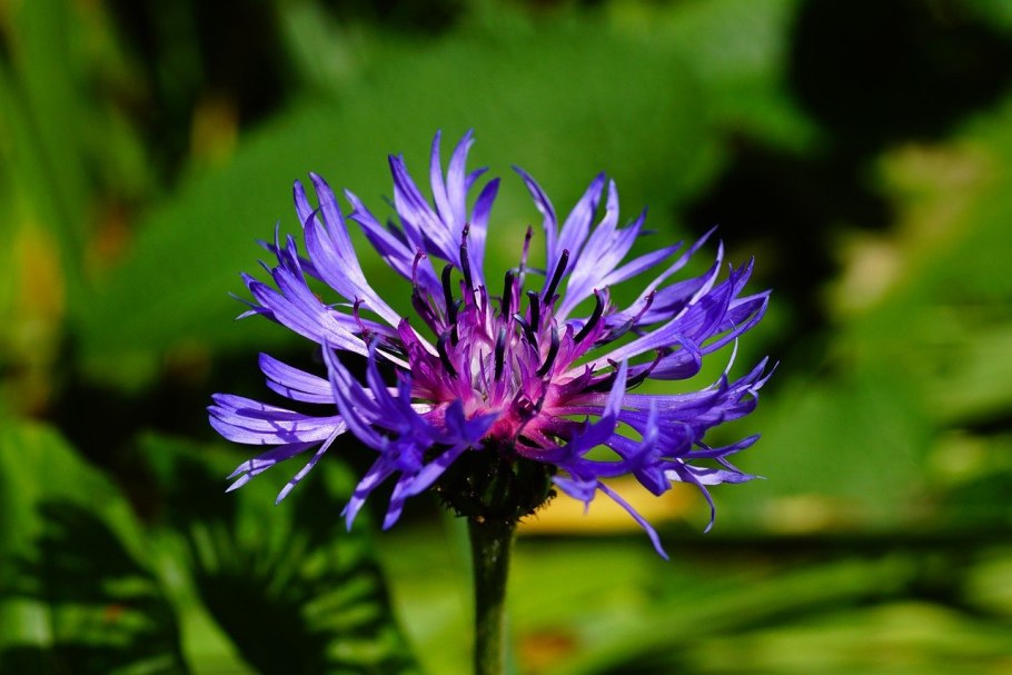 Пчела на васильке