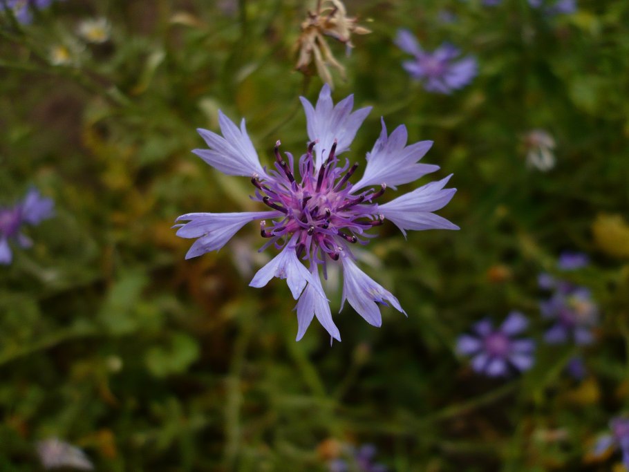 Василек ЛОЖНОДОНСКОЙ