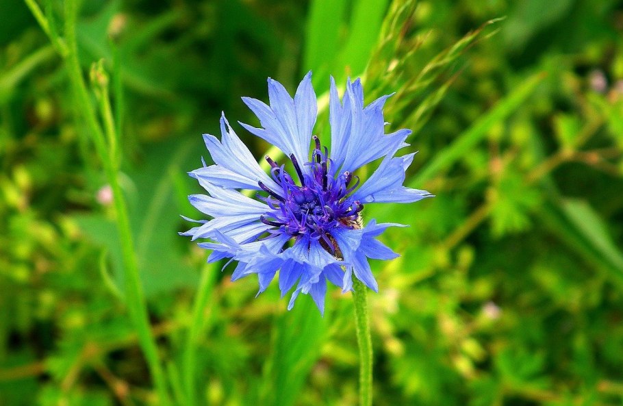 Василек раскидистый Centaurea diffusa
