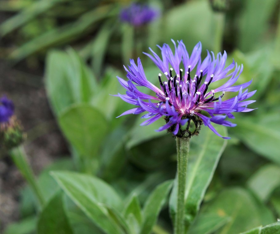 Василек прижаточешуйчатый