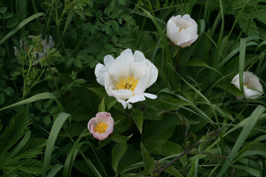 Пион молочноцветковый Сюзетт