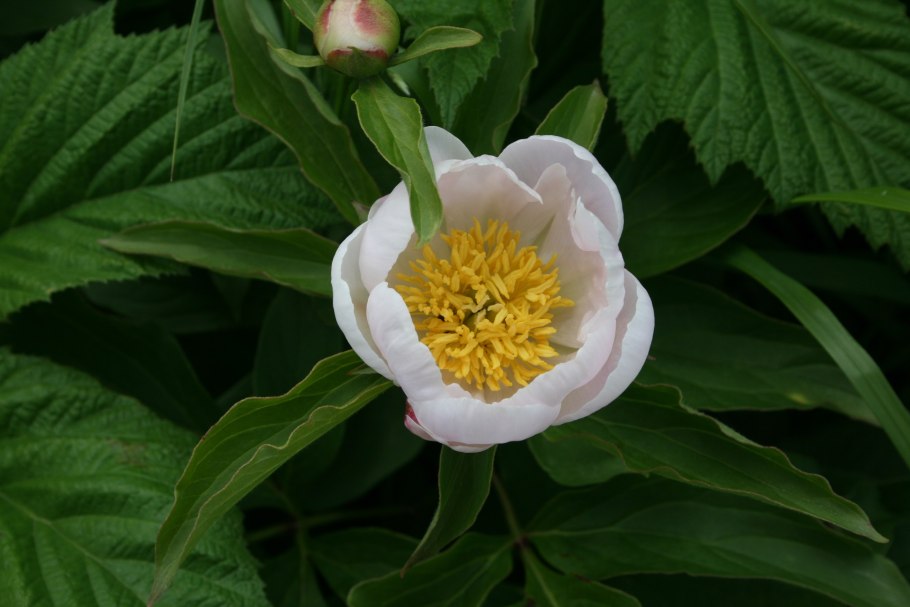 Пион молочноцветковый фестива Максима