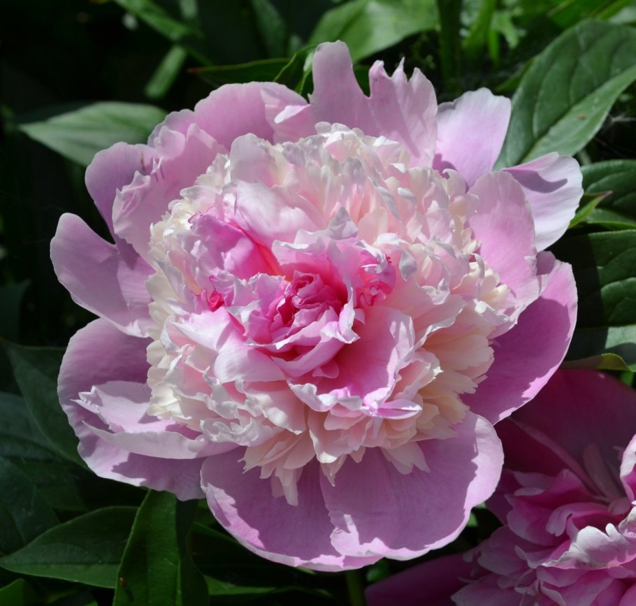 Пион мсье Жюль Эли