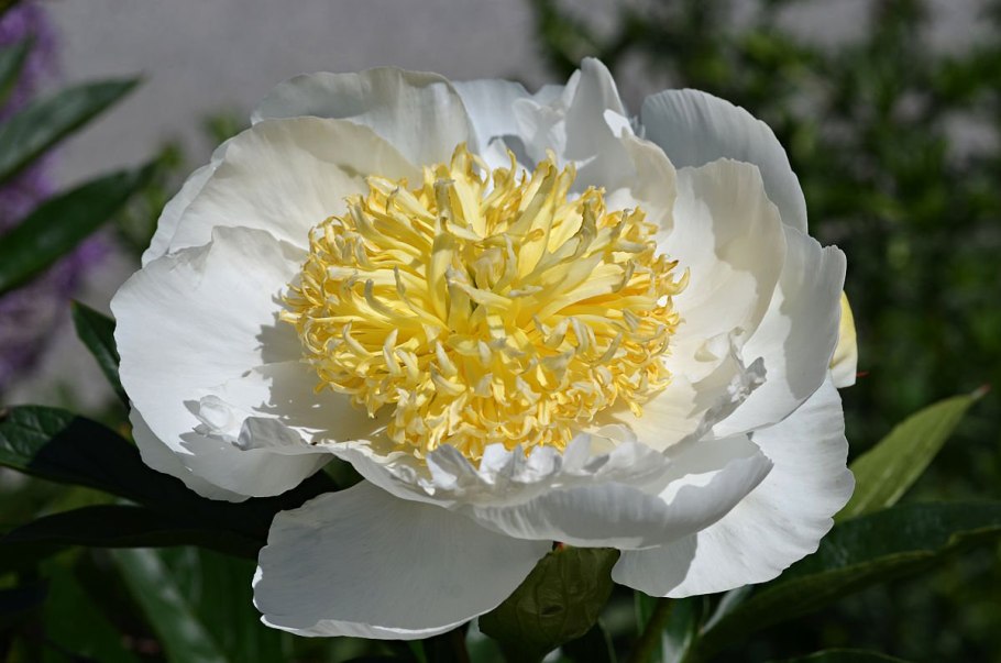 Paeonia lactiflora