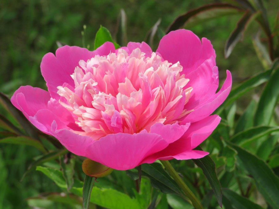 Пион молочноцветковый Барбара