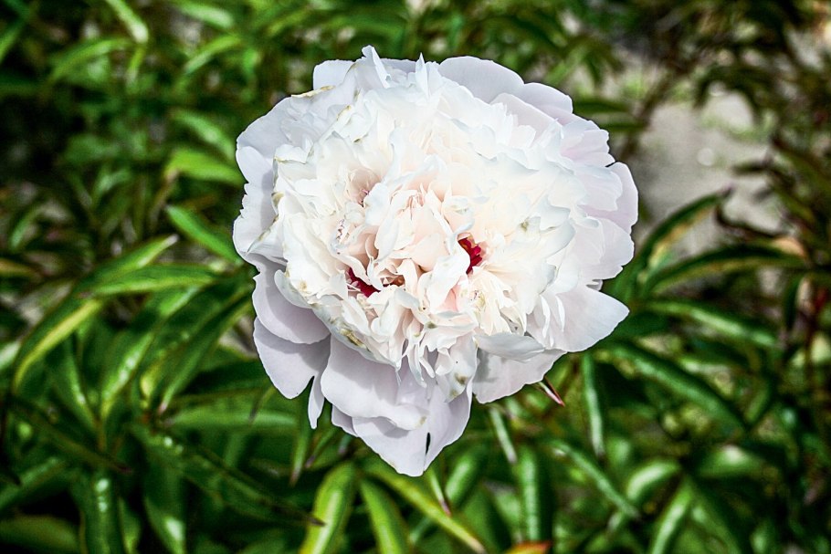 Пион Ричез энд Флейм