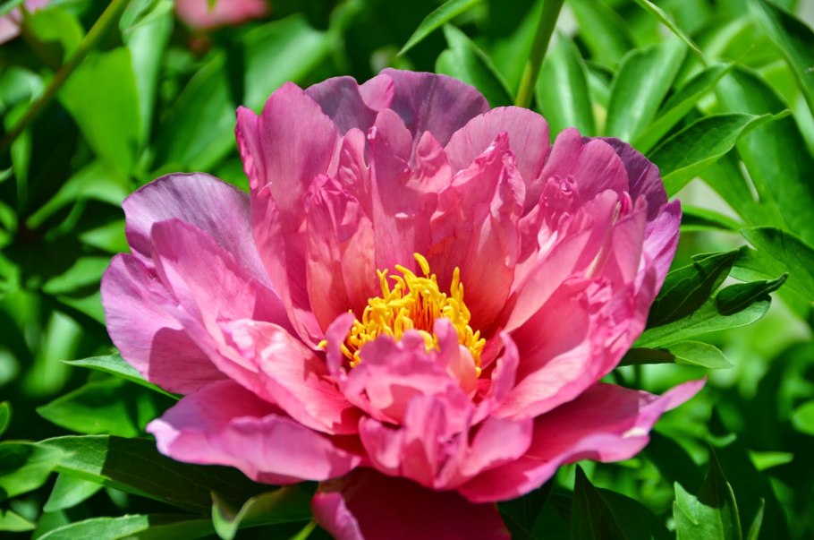 Пион Дальневосточный молочноцветковый