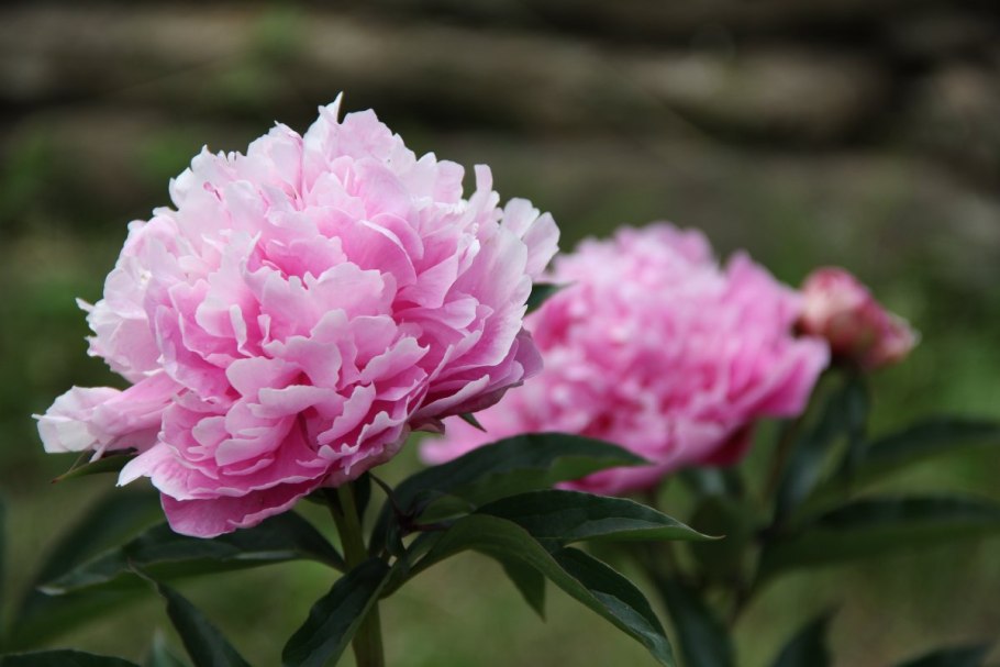 Пион молочноцветковый барбара