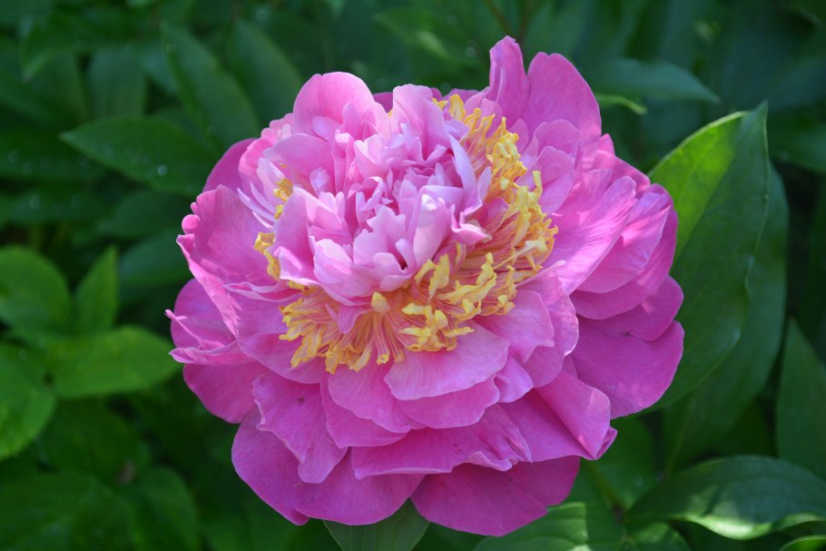 Пион сюзетт