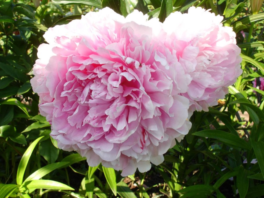 Пион молочноцветковый Пинк Дабл