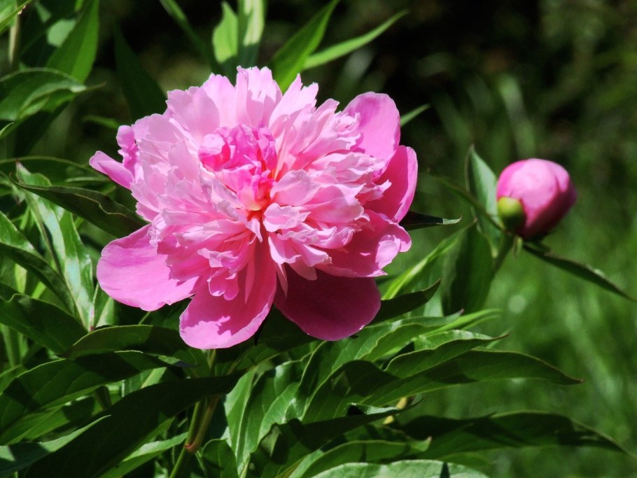Пион paeonia lactiflora