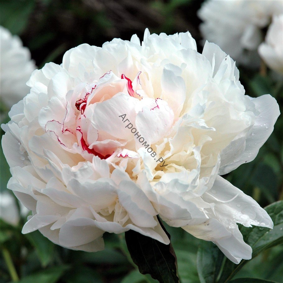 Пион молочноцветковый Феликс Краусс