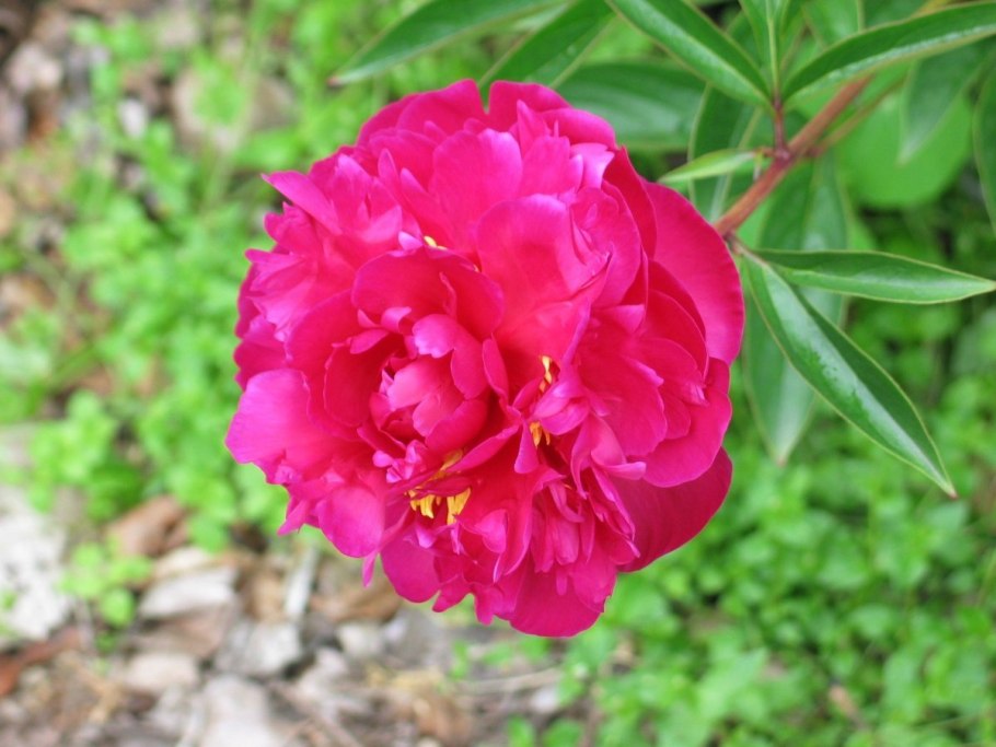 Пион молочноцветковый петер бранд