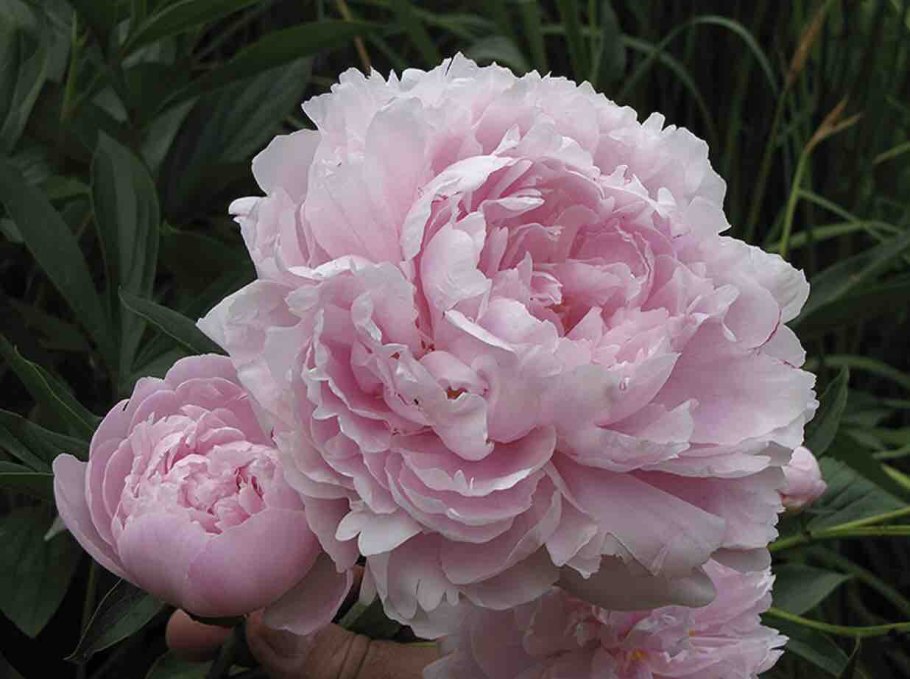 Пион молочноцветковый японский