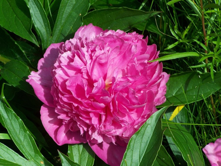 Пион Patio Peony Rome