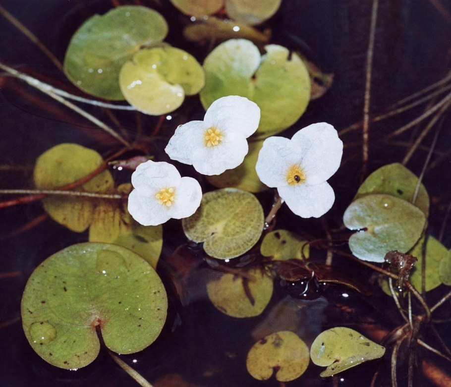 Водокрас Лягушачий Hydrocharis morsus-Ranae