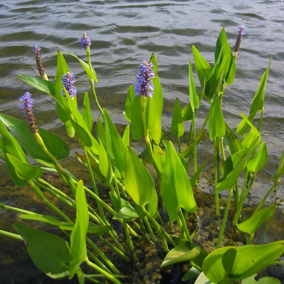 Элодея (Elodea)