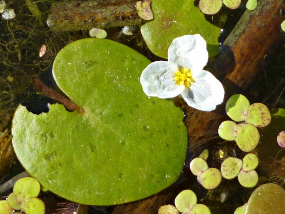 Водокрас Лягушачий