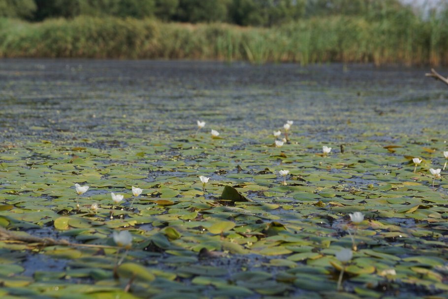 Водокрас сомнительный