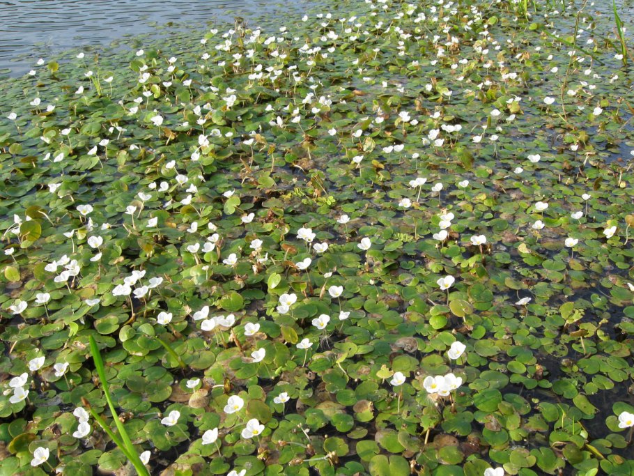 Водокрас Лягушачий