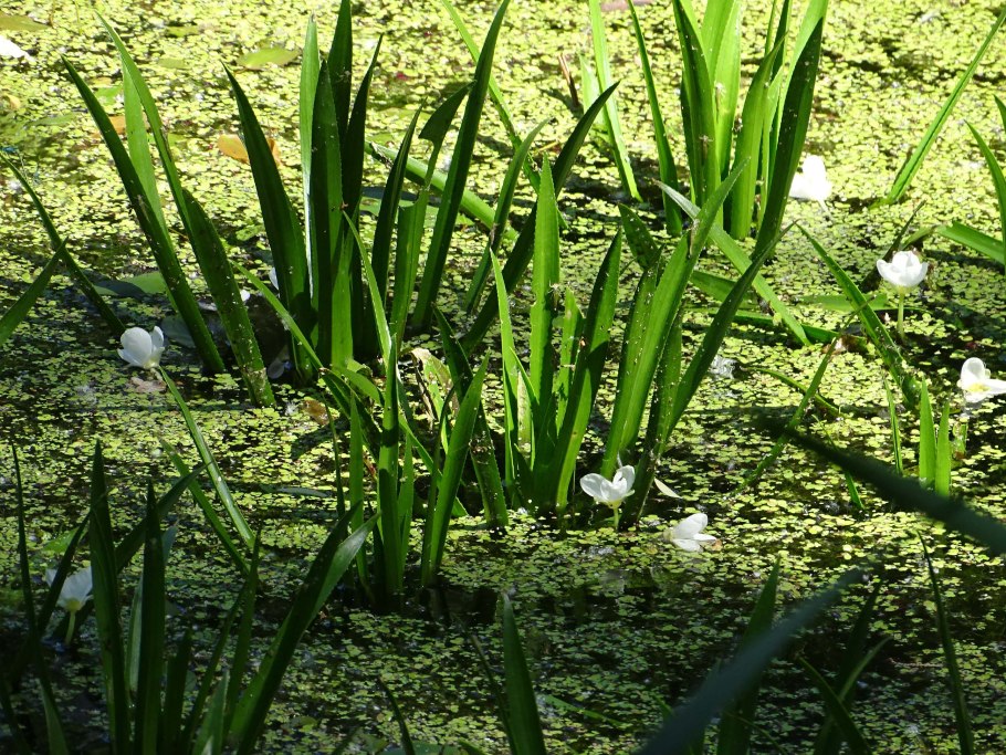 Hydrocharis morsus-Ranae