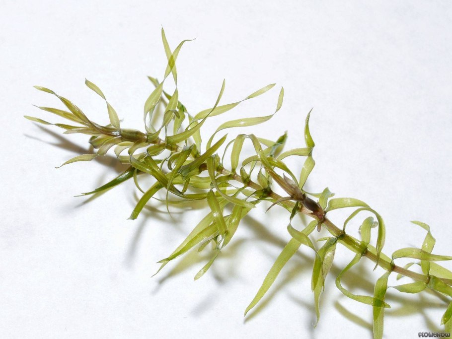 Hydrilla verticillata