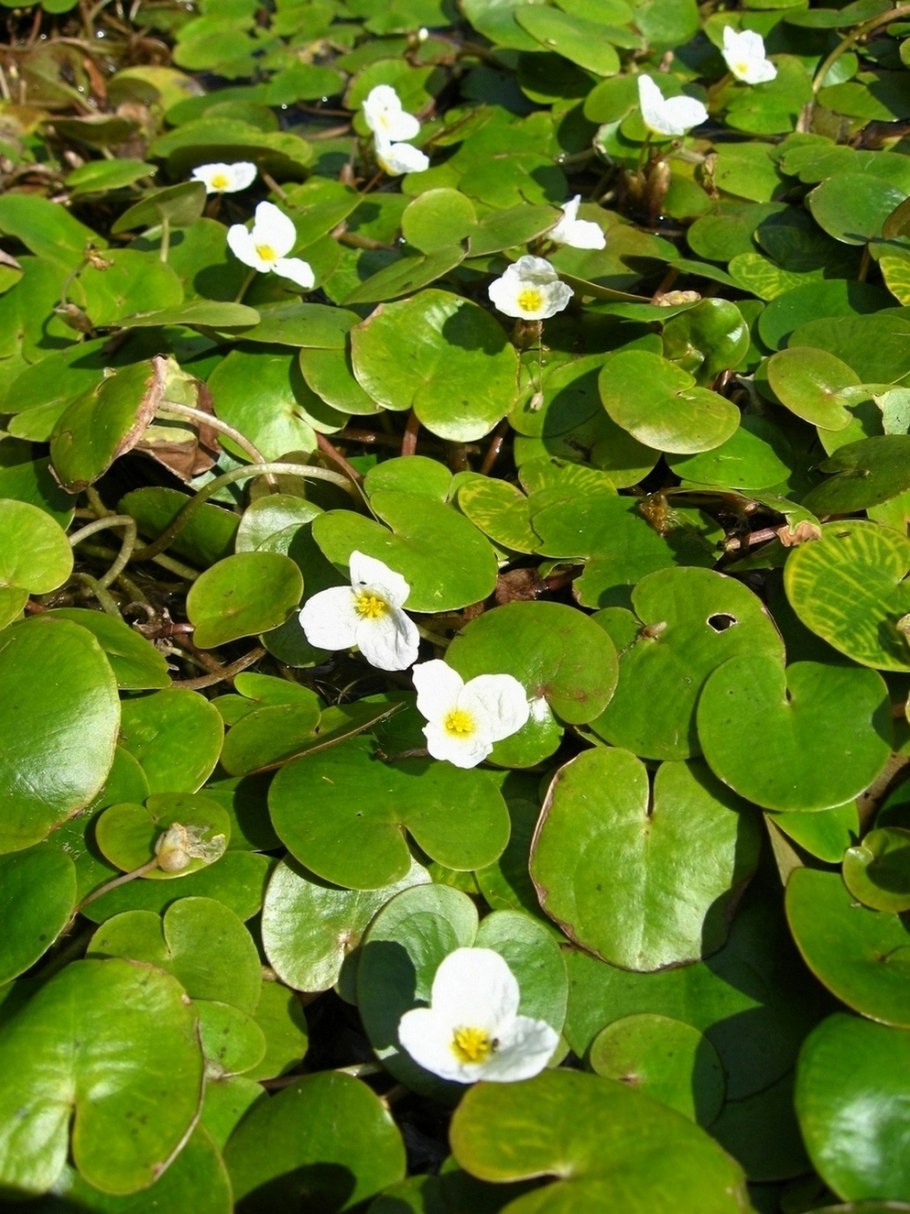 Элодея густолиственная (Elodea densa)